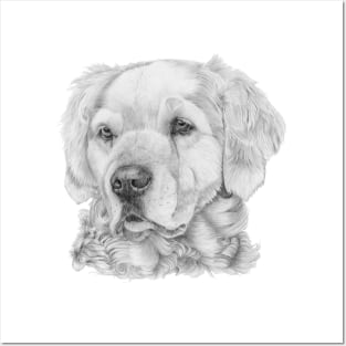 Golden retriever bw Posters and Art